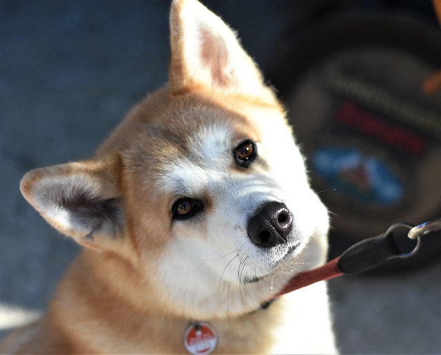 S akita inu je legrace. 